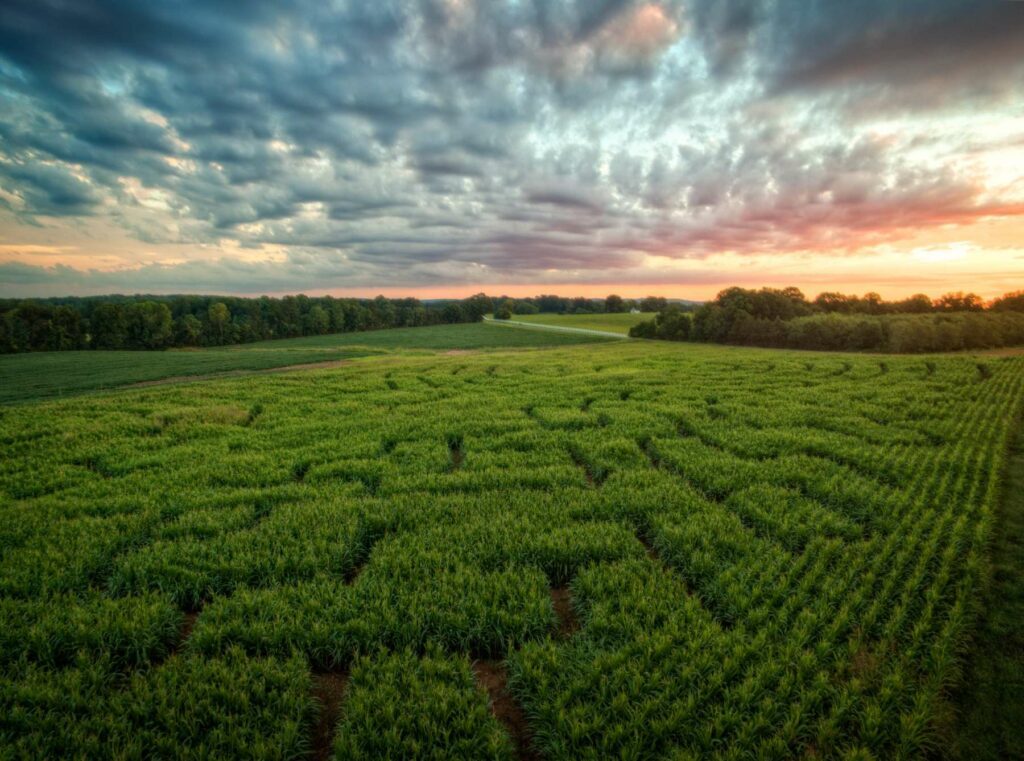 Corn maze trails stretching across a field beneath an evening sky