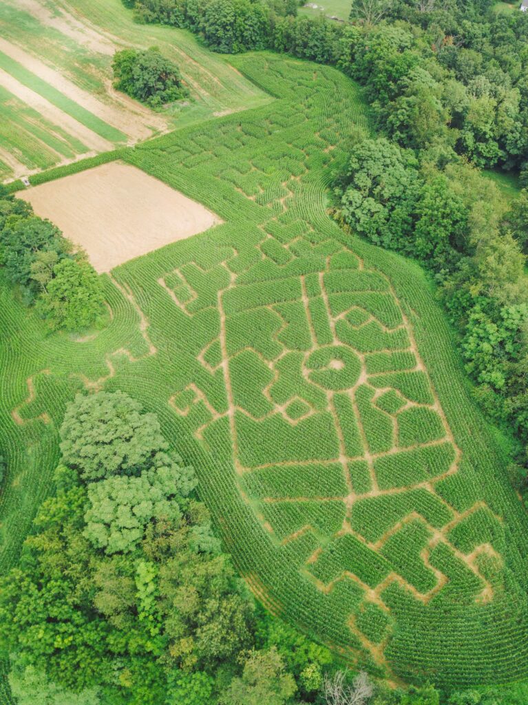 Aerial view of a custom corn maze surrounded by trees