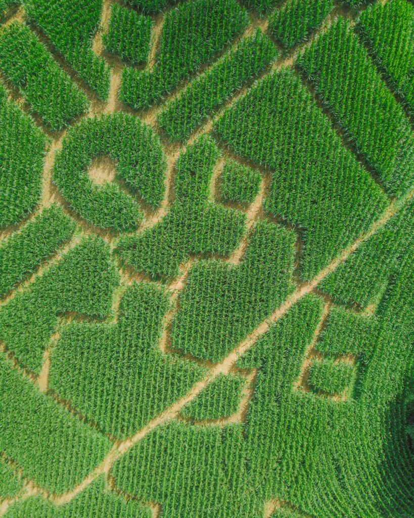 Aerial view of a large corn maze with circular trail patterns