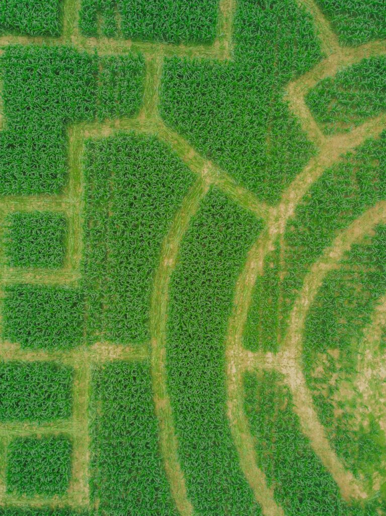 Aerial view of a finished corn maze layout