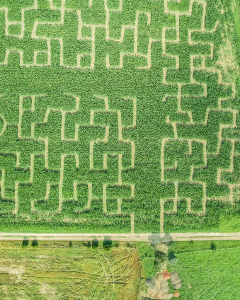 Aerial view of winding trails in a custom corn maze