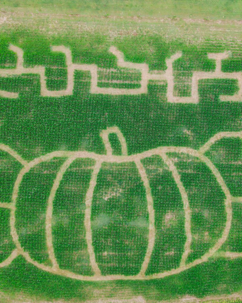 Aerial view of a pumpkin-shaped maze cut into a green field
