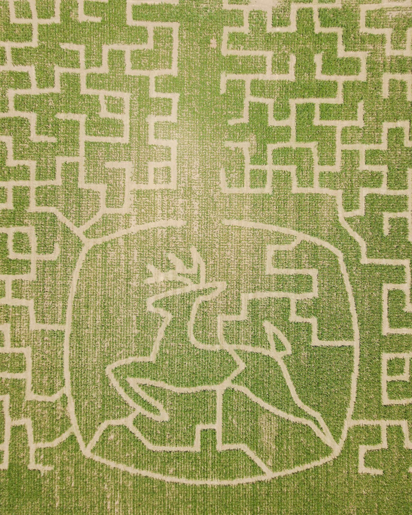 Close overhead view of the John Deere logo formed by trails in the Crowder Farms corn maze
