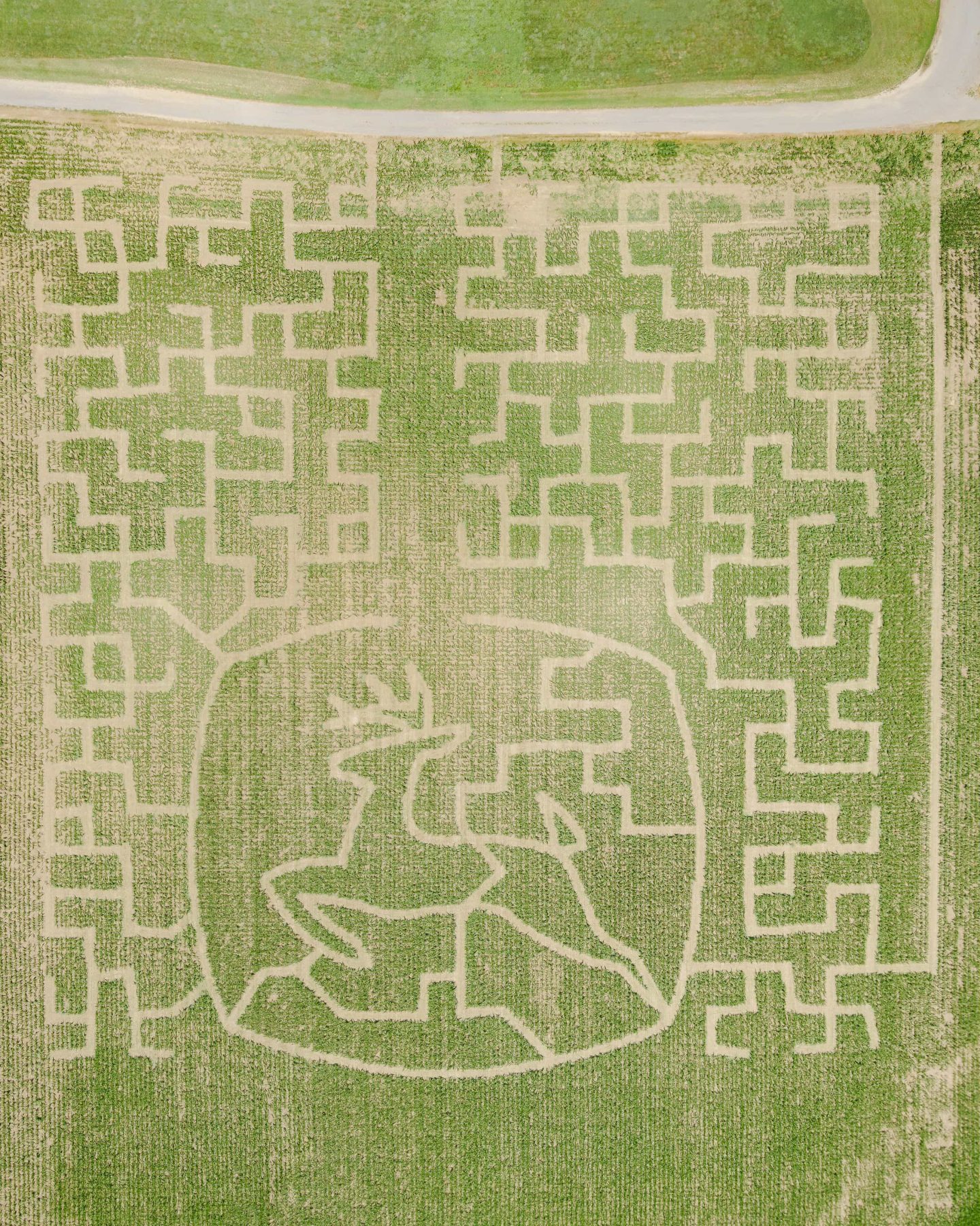Straight-down view of the John Deere leaping deer design and surrounding paths in the Crowder Farms corn maze