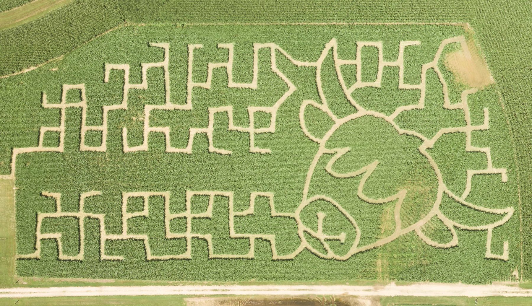 Straight-down aerial panorama of the 2026 Lyon Family Farms sorghum maze showing a Highland cow with long horns surrounded by maze paths