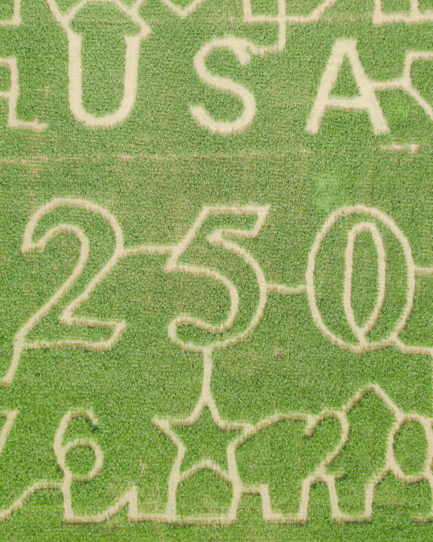 Close overhead view of the number 250 cut into the Miller Farms Market corn maze