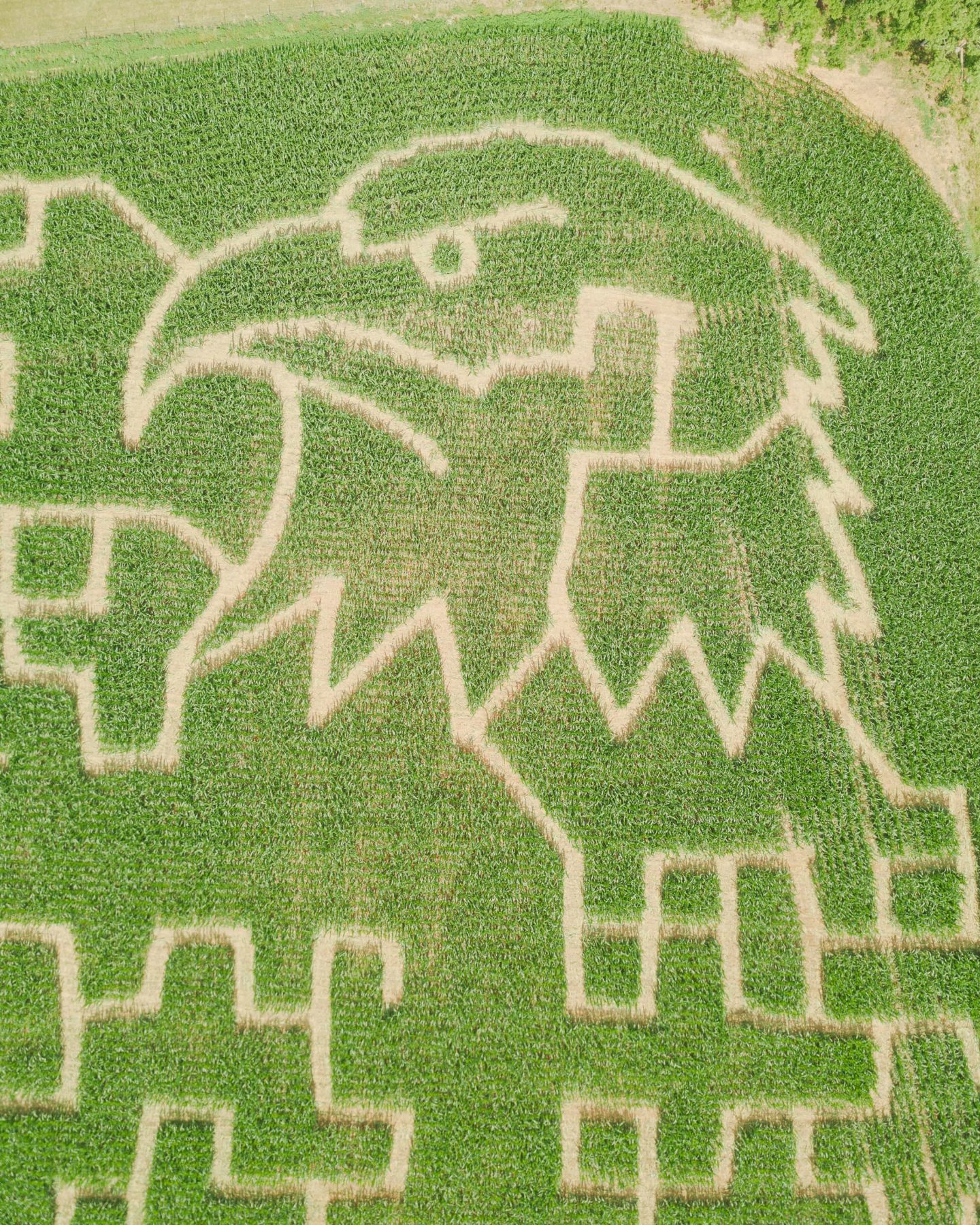 Close aerial view of the bald eagle formed by trails in the 2026 Miller Farms Market corn maze