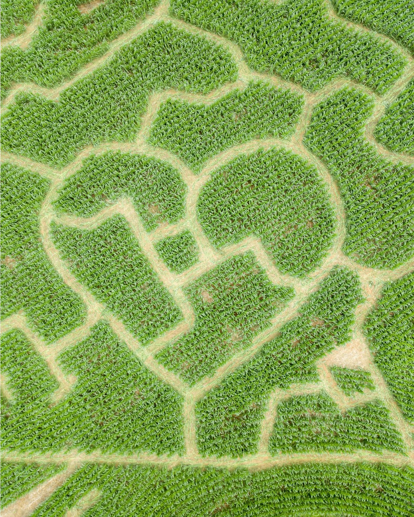 Close overhead view of the heart-shaped trail design in the 2026 Troyers Farm corn maze