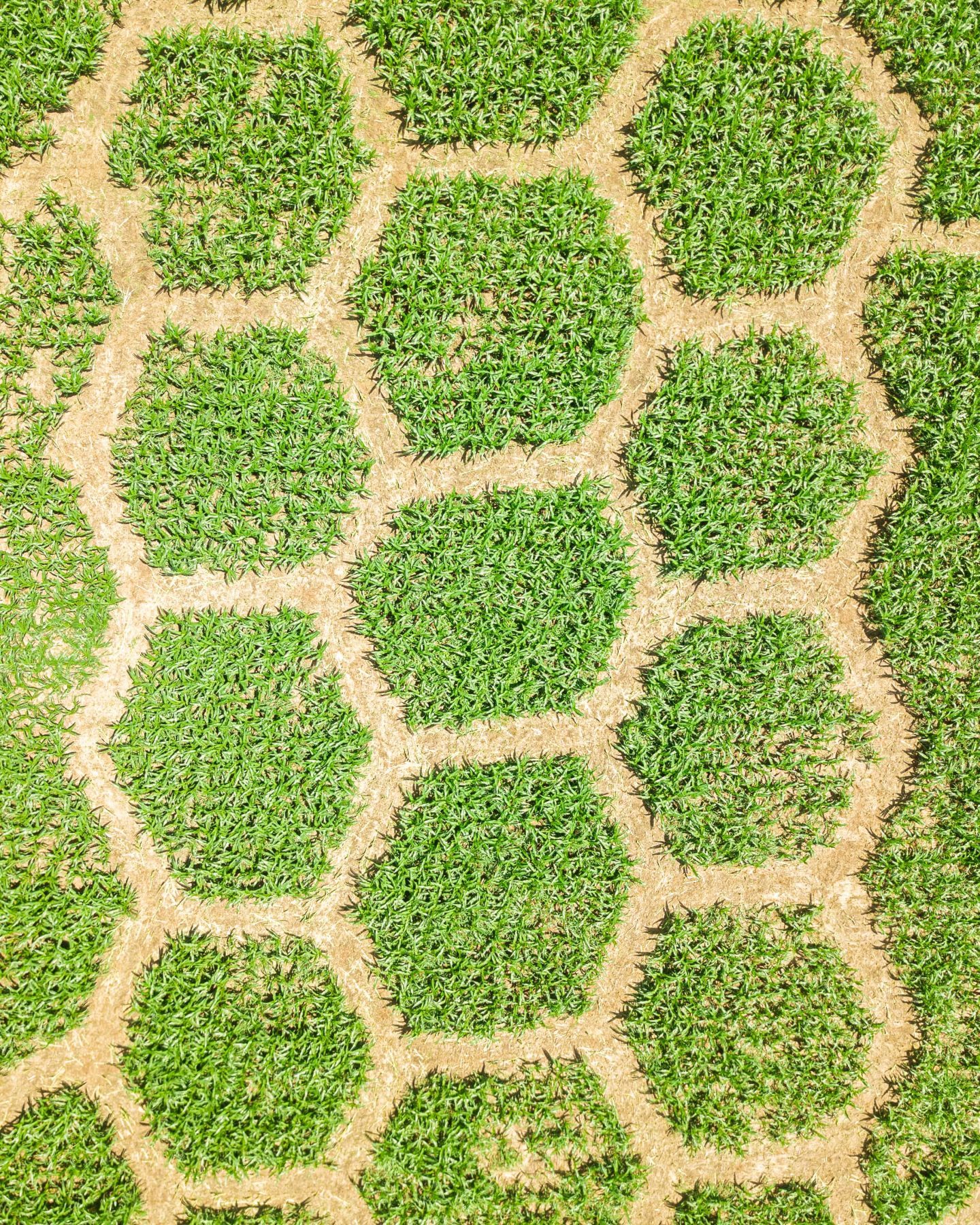 Straight-down aerial view of rounded corn maze paths forming part of the 2026 honey bee and honey design at Yoders Farm