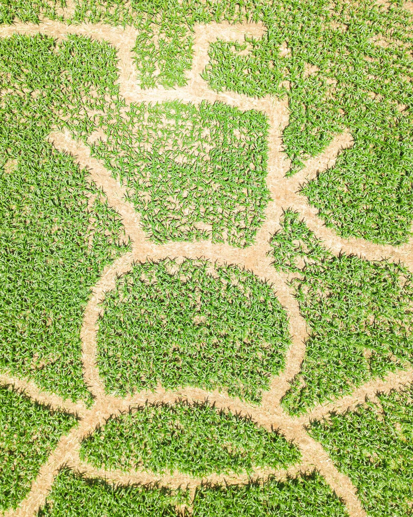 Close overhead view of intersecting paths and standing corn within the 2026 honey bee and honey-themed maze at Yoders Farm