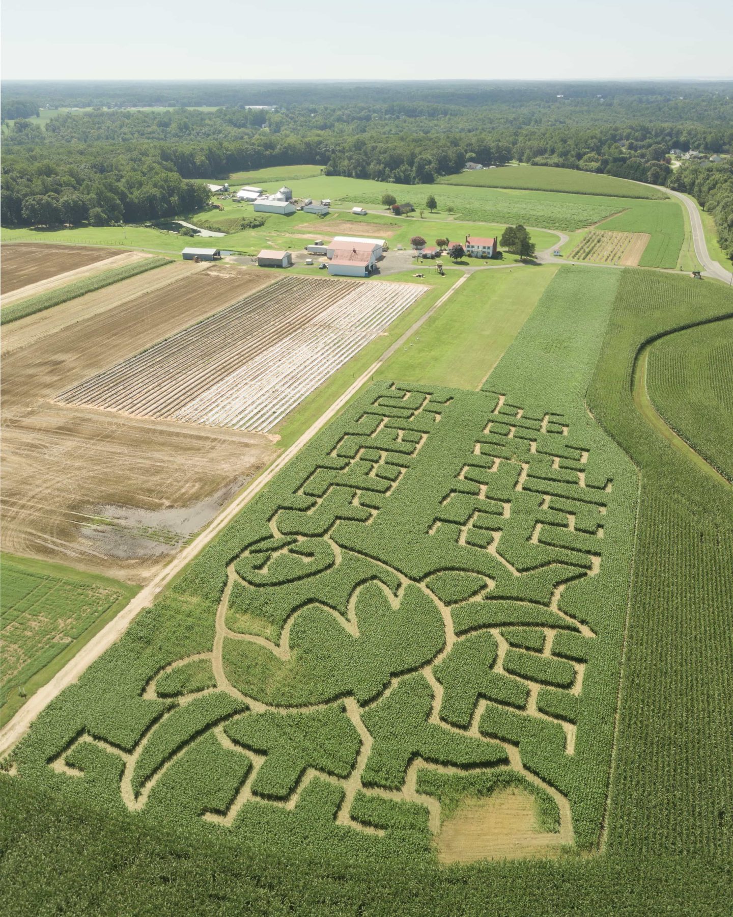 Wide aerial view of the 2026 Lyon Family Farms sorghum maze featuring a Highland cow design, with surrounding fields and farm buildings in Mechanicsville, Maryland