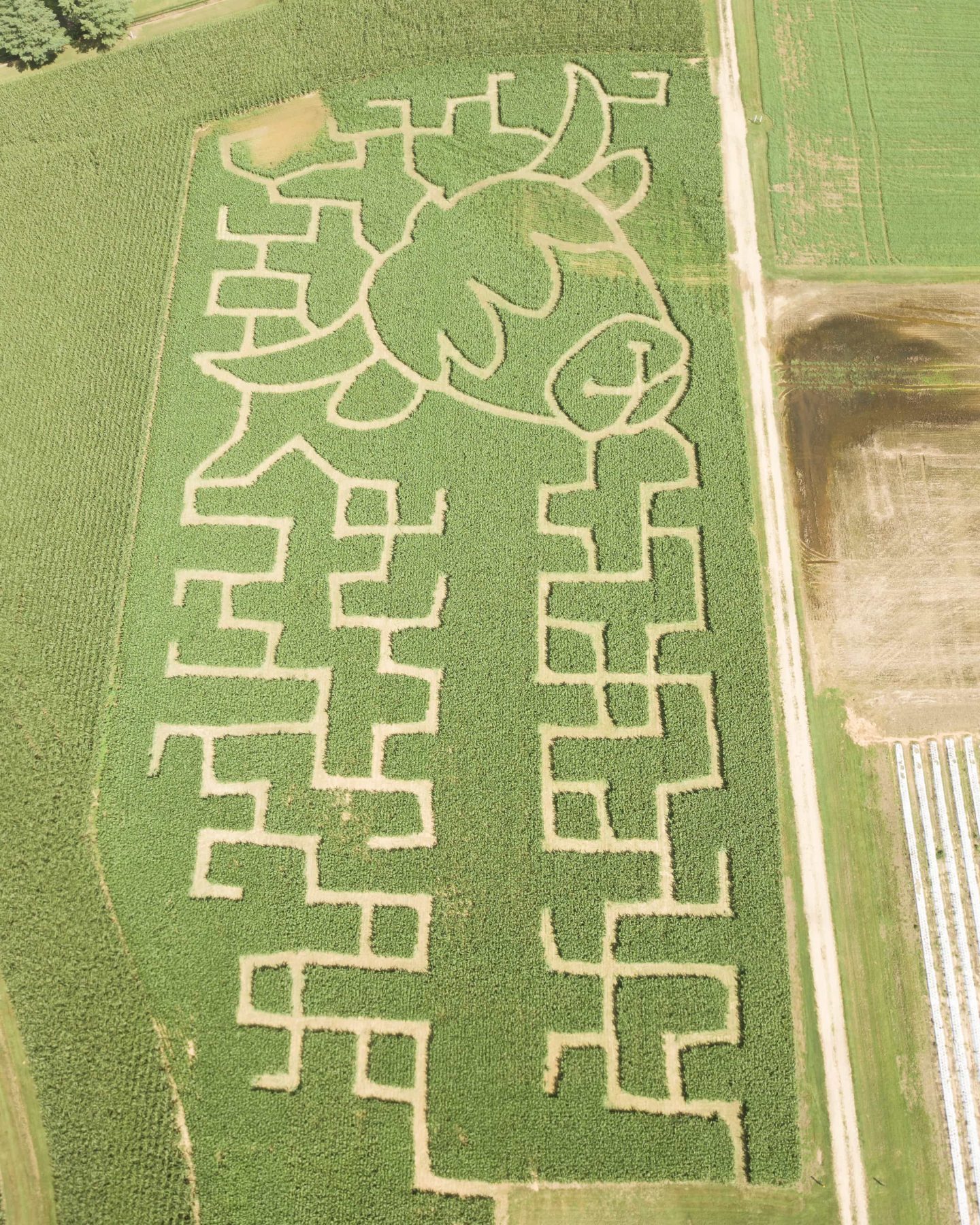 Overhead view of the Highland cow design and surrounding paths in the 2026 Lyon Family Farms sorghum maze